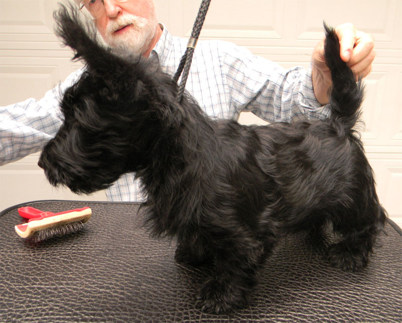 How Much Do Scottish Terriers Cost